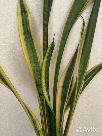 Сансевиерия Лауренти