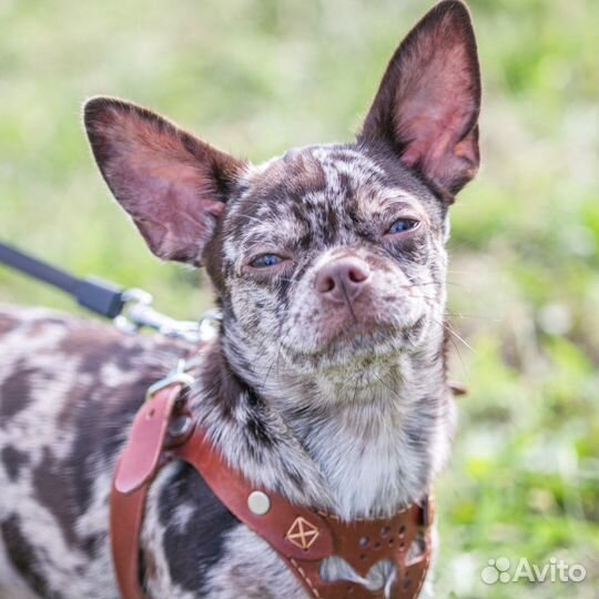 Вязка. Чихуахуа