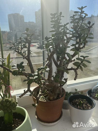 Толстянка и цветок любви