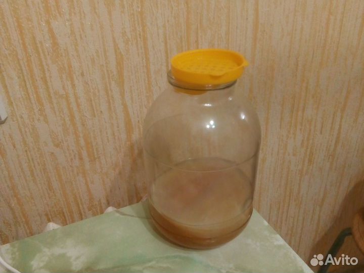 Чайный гриб