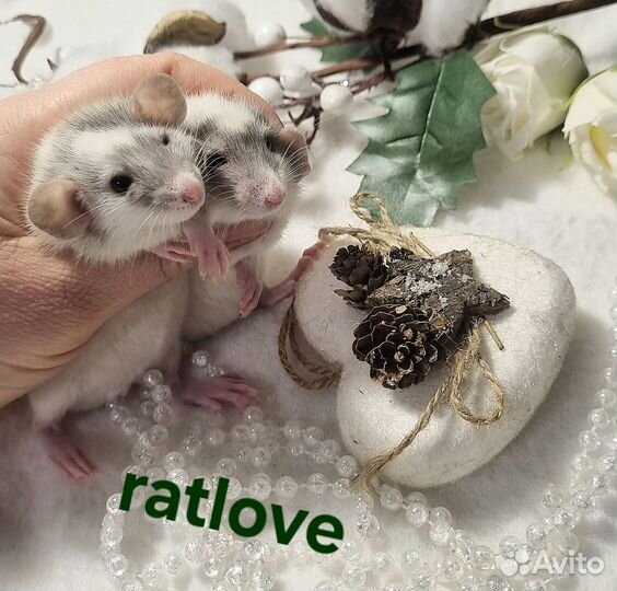 Крысята дамбо питомник малыши