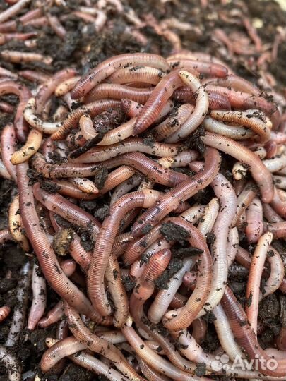 Черви дендробена