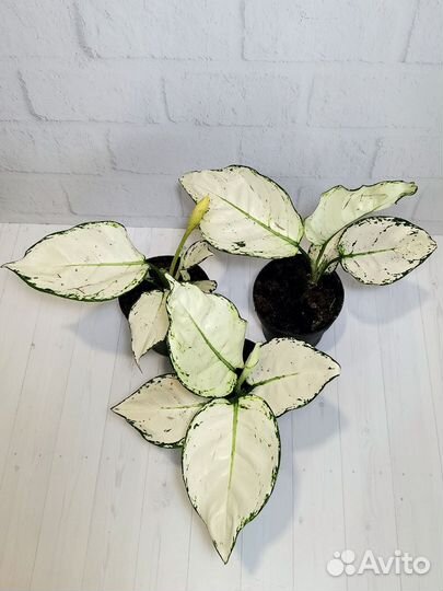 Аглаонема супер Вайт Джой, с бутонами