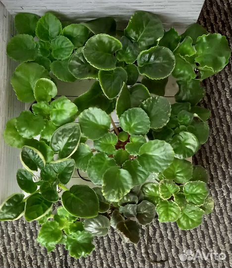 Детки сортовых фиалок