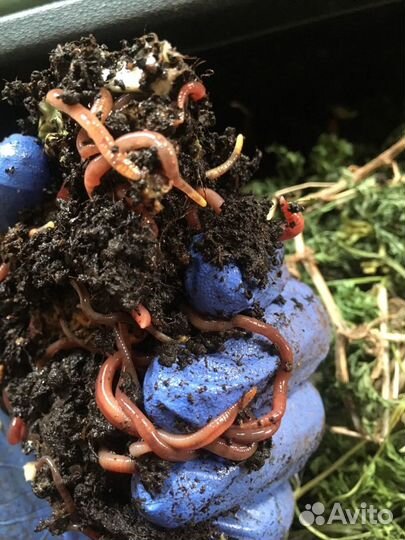 Черви старатель