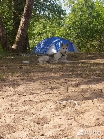 Собака в добрые руки отдам бесплатно