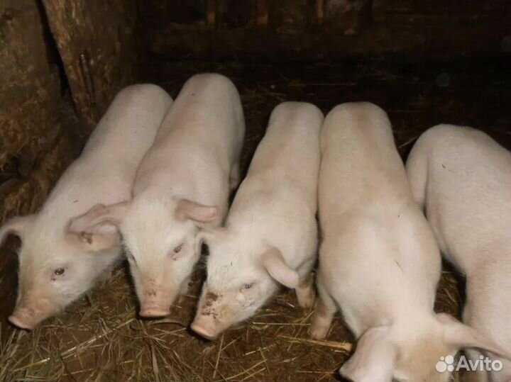 Поросенок ландрас