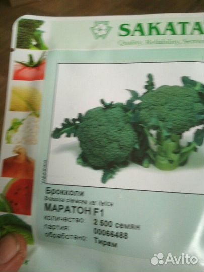 Рассада капусты