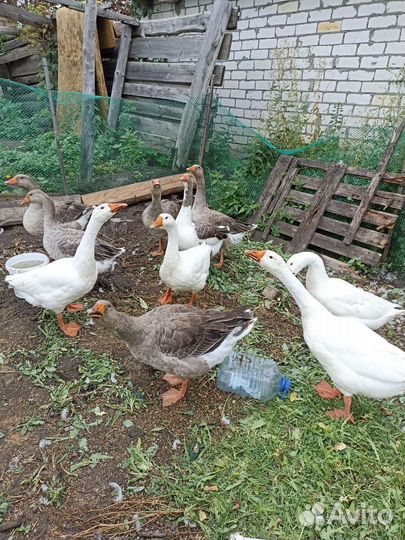 Куры гуси утки
