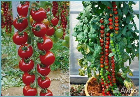 Раппунцель семена