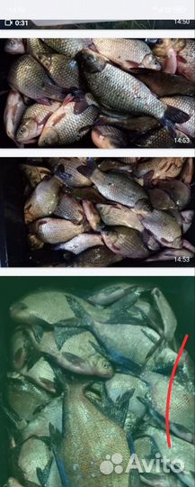 Свежая речная рыба