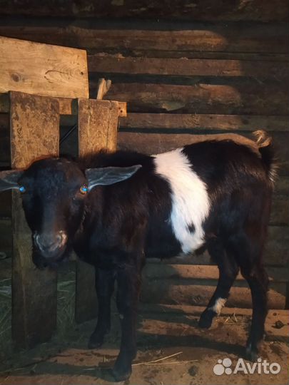 Нубийский козел вязка