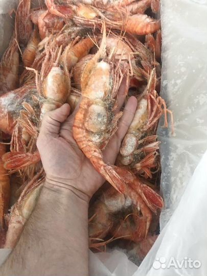 Креветка Ботан