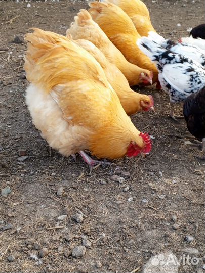 Петушки Орпингтон палевый