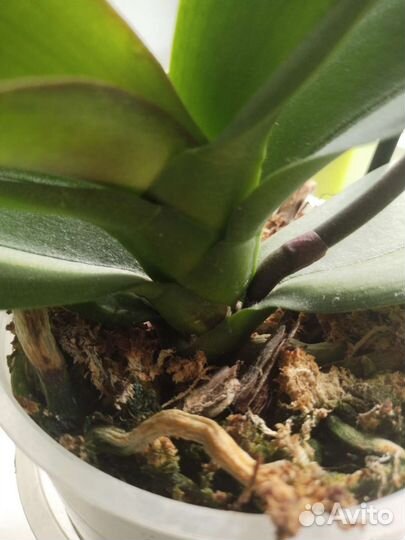 Орхидея фаленопсис Red Lion