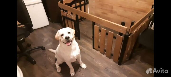 Клетка, загон для собак средних пород