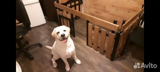 Клетка, загон для собак средних пород