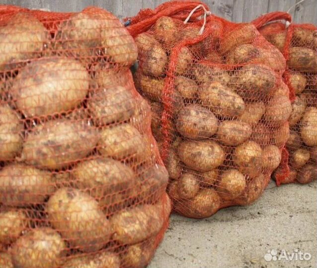 Продам картофель домашний
