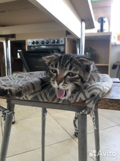 Котенок в добрые руки