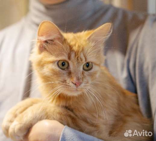 Невозможно милый юный котик Посс. Лесной приют