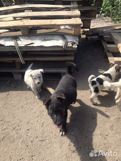 Щенки бесплатно
