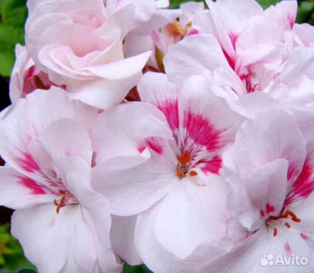 Цветы для дома