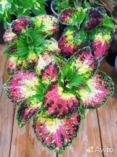 Колеусы сортовые