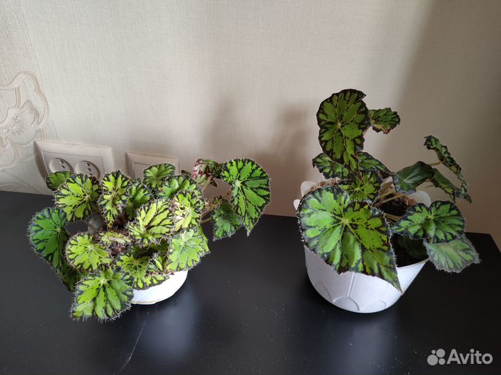 Бегония тигровая