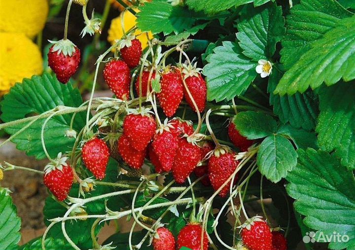 Земляника ремонтантная