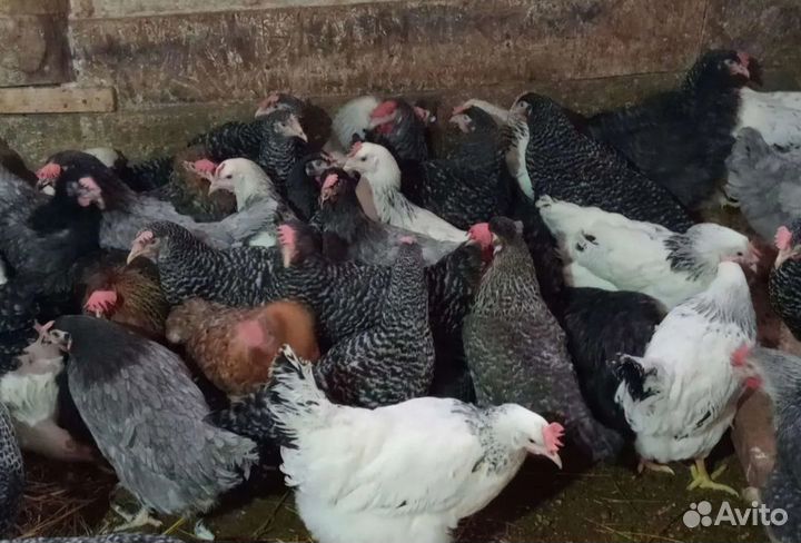 Курицы несушки доминанты