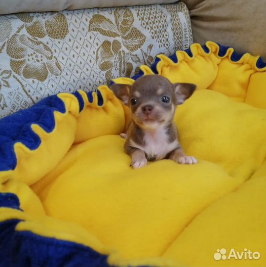 Щенки чихуахуа