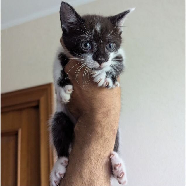 Котёнок в добрые руки