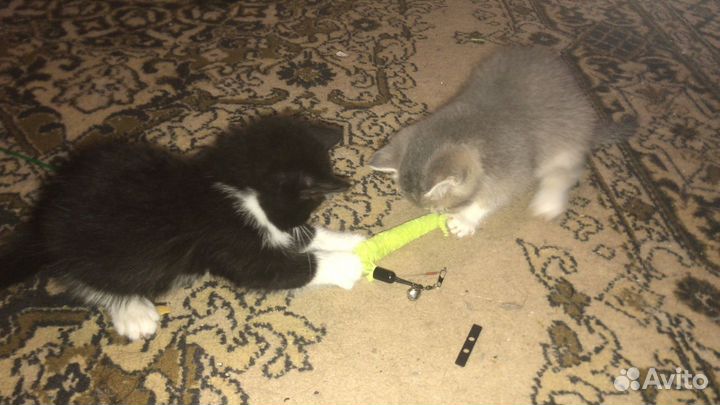 Котята (мальчик) в добрые руки
