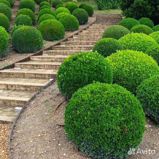 Черенки самшита