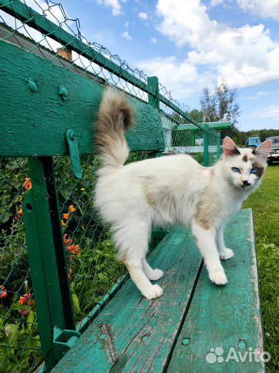 Кошка (привезем в Томск)