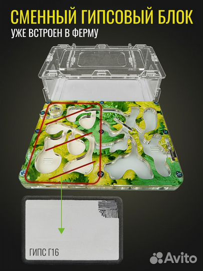 Муравьиная Ферма Стандарт Формикарий с гипсом