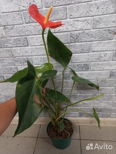 Антуриумы сортовые