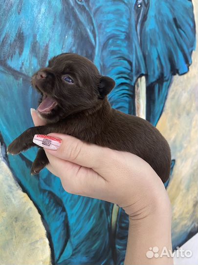 Супер мини чихуахуа