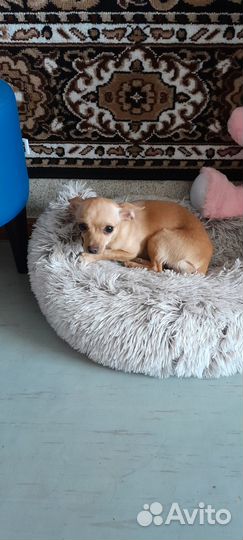 Собака мини той-терьер