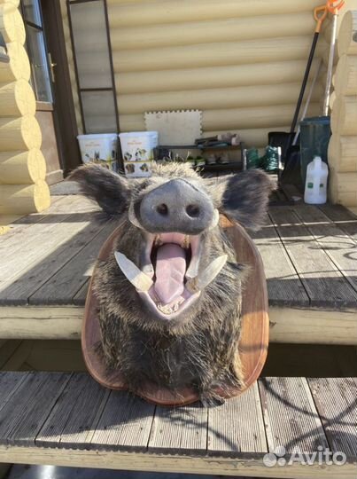 Голова кабана, кабан, чучело кабана, интерьер