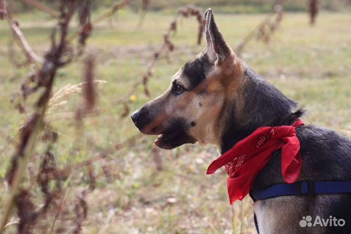 Собака в добрые руки