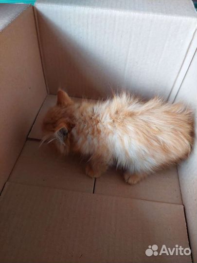 Рыжий котенок в добрые руки