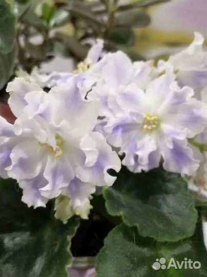 Фиалка продам излишки