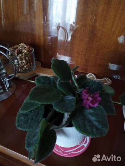 Фиалки сортовые цена за всё Бронь