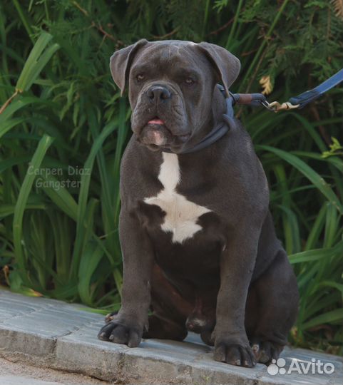 Олд бульдог