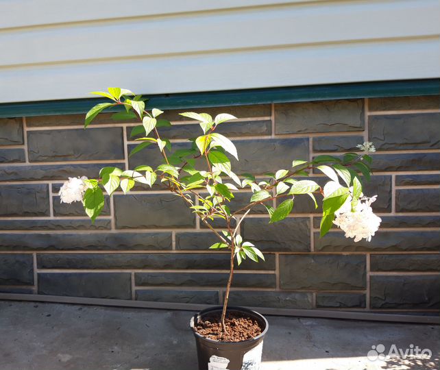 Гортензия метельчатая Vanille Fraise 2хлетний куст