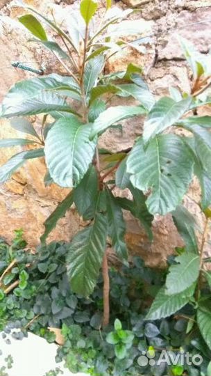 Мушмула(японская яблоня)