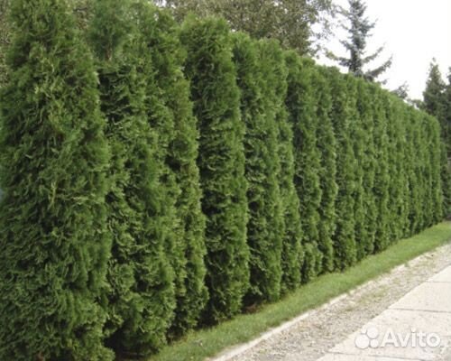 Туя голден смарагд 100см для живой изгороди