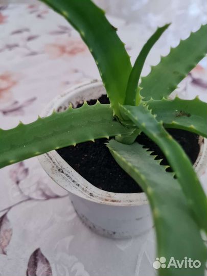 Комнатные цветы абутилон