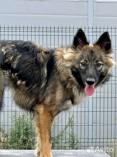 Собака Нюша